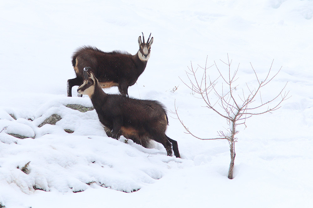 Camosci gran paradiso